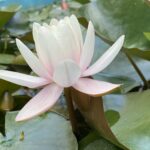 Orto Botanico - Cagliari