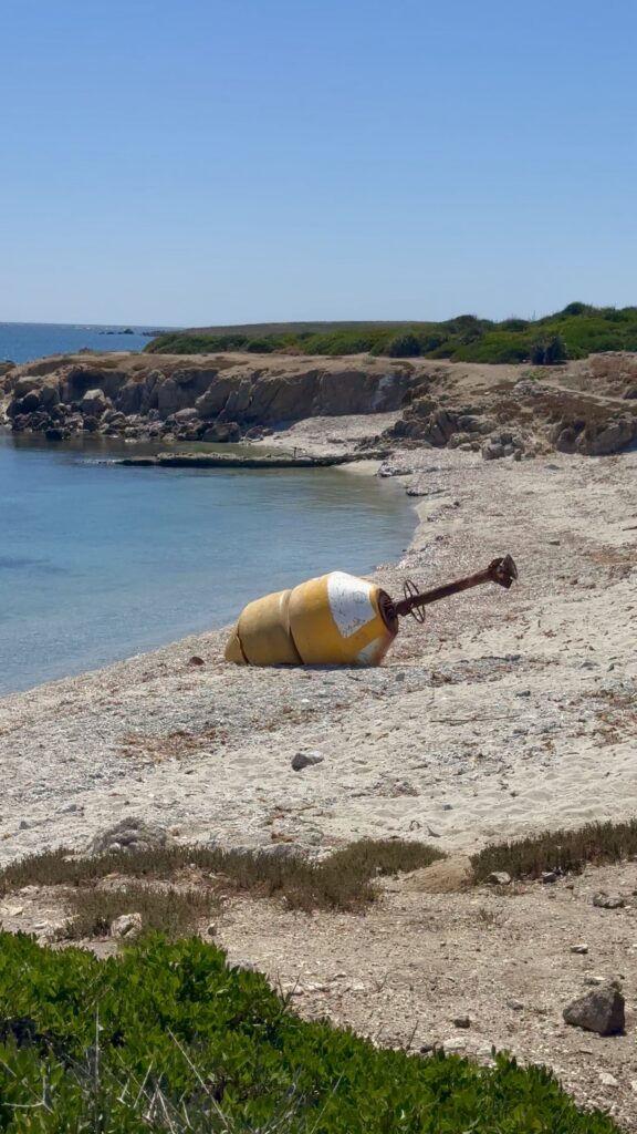 Grande boa gialla arenata su una spiaggia di ciottoli, con la costa bassa e la macchia mediterranea sullo sfondo
