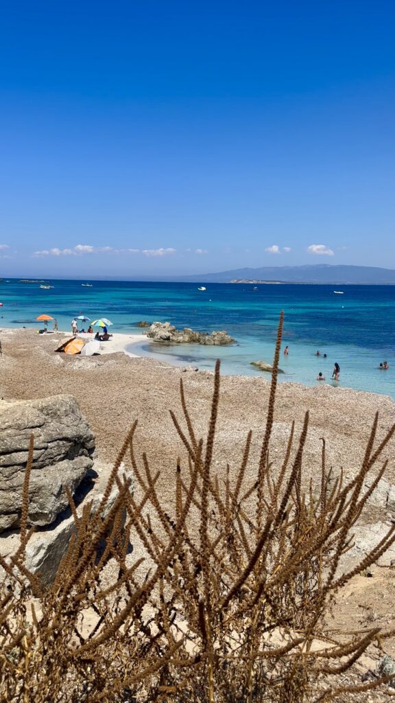 Piante secche in primo piano e una spiaggia con pochi ombrelloni sull'acqua turchese, con la costa della Sardegna all'orizzonte